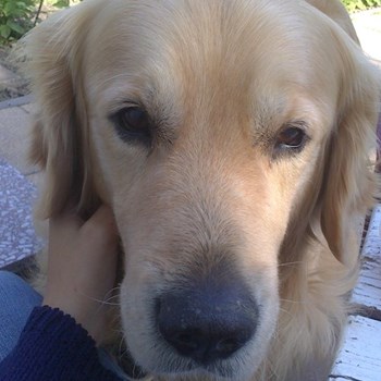 thumbnail petsitter Štáblovice nebo páníček pro psi kočky