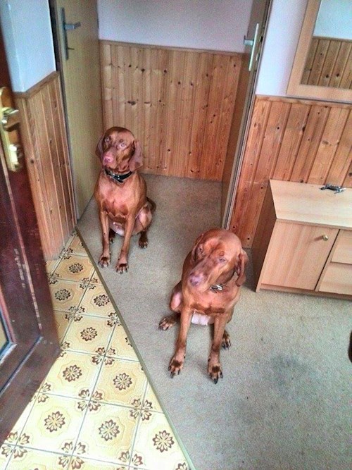 Lucie- petsitter Štáblovice nebo Páníček pro psi kočky