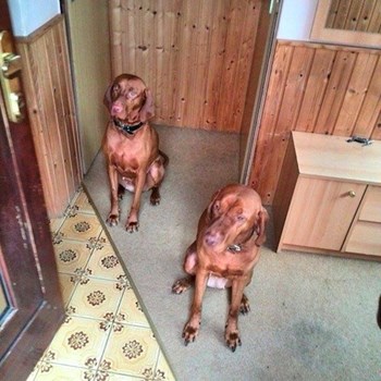 thumbnail petsitter Štáblovice nebo páníček pro psi kočky