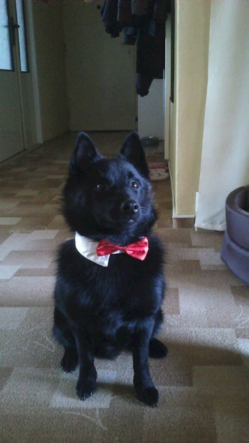 Lucie- petsitter Štáblovice nebo Páníček pro psi kočky