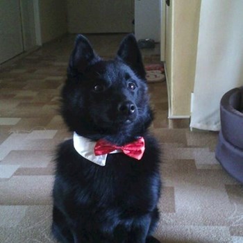 thumbnail petsitter Štáblovice nebo páníček pro psi kočky