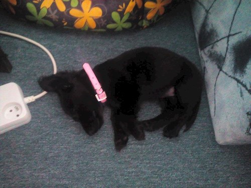 Lucie- petsitter Štáblovice nebo Páníček pro psi kočky