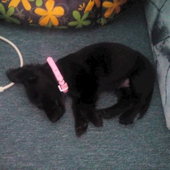 thumbnail petsitter Štáblovice nebo páníček pro psi kočky