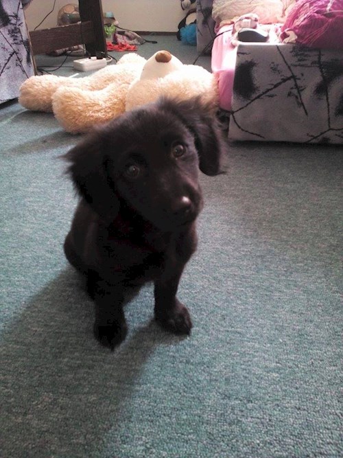 Lucie- petsitter Štáblovice nebo Páníček pro psi kočky