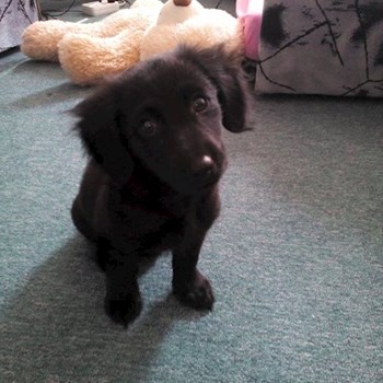 thumbnail petsitter Štáblovice nebo páníček pro psi kočky