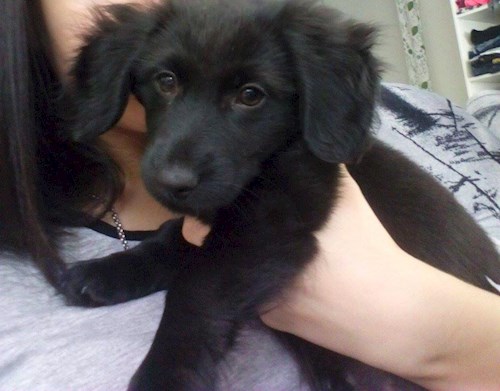 Lucie- petsitter Štáblovice nebo Páníček pro psi kočky