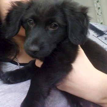 thumbnail petsitter Štáblovice nebo páníček pro psi kočky