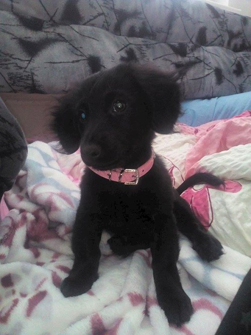 Lucie- petsitter Štáblovice nebo Páníček pro psi kočky