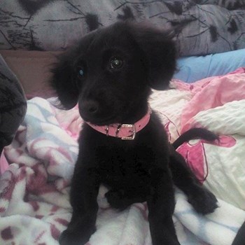 thumbnail petsitter Štáblovice nebo páníček pro psi kočky