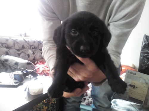 Lucie- petsitter Štáblovice nebo Páníček pro psi kočky