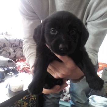 thumbnail petsitter Štáblovice nebo páníček pro psi kočky