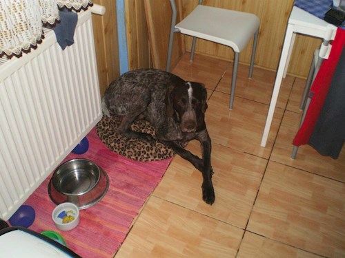 Šárka- petsitter Kozolupy or Pet nanny for dogs cats