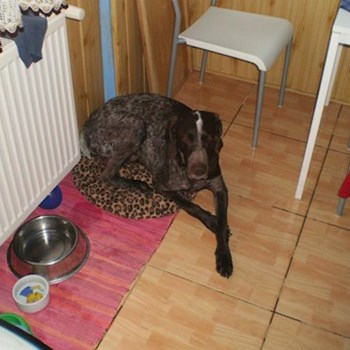 thumbnail petsitter Kozolupy or pet nanny for dogs cats