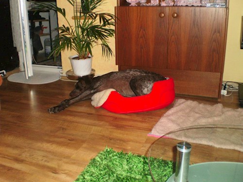 Šárka- petsitter Kozolupy or Pet nanny for dogs cats