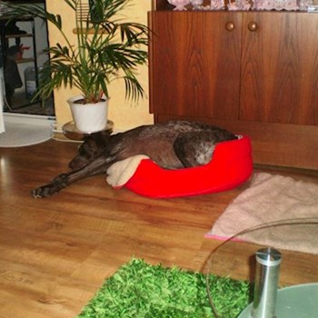 thumbnail petsitter Kozolupy or pet nanny for dogs cats