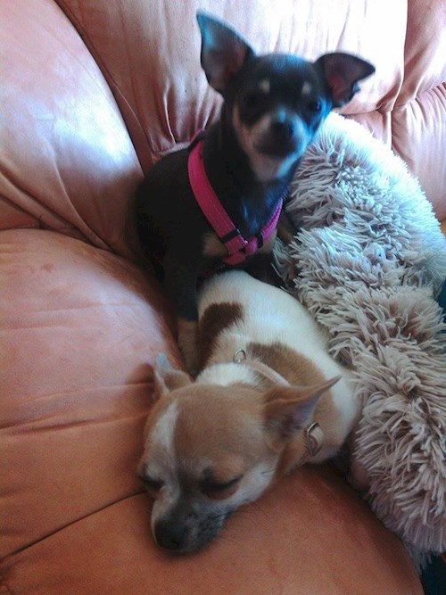 Šárka- petsitter Kozolupy or Pet nanny for dogs cats