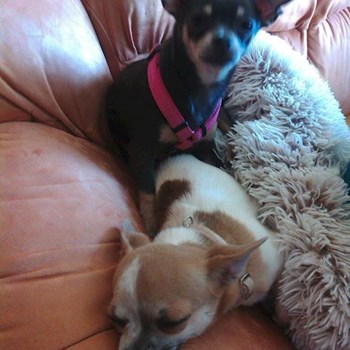 thumbnail petsitter Kozolupy or pet nanny for dogs cats