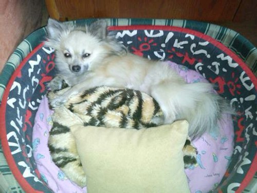 Šárka- petsitter Kozolupy or Pet nanny for dogs cats