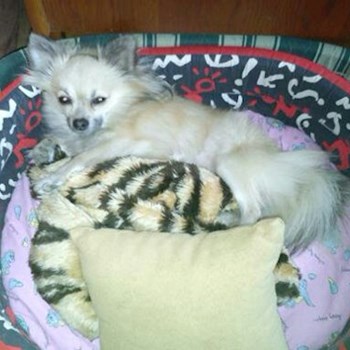 thumbnail petsitter Kozolupy or pet nanny for dogs cats