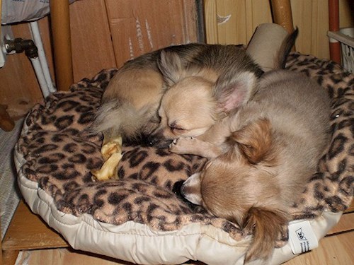 Šárka- petsitter Kozolupy or Pet nanny for dogs cats