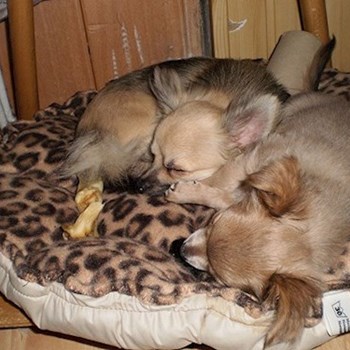 thumbnail petsitter Kozolupy or pet nanny for dogs cats