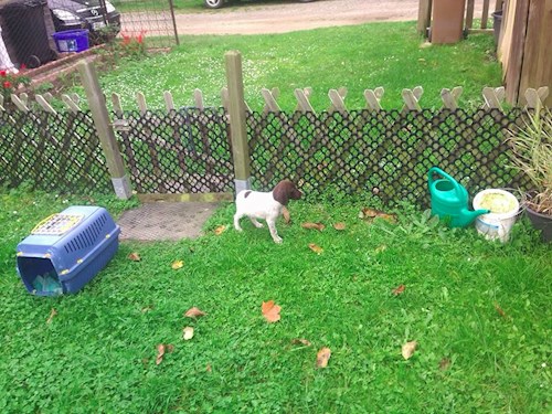 Šárka- petsitter Kozolupy or Pet nanny for dogs cats