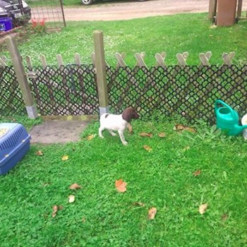 thumbnail petsitter Kozolupy or pet nanny for dogs cats