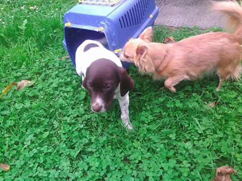 Šárka- petsitter Kozolupy or Pet nanny for dogs cats