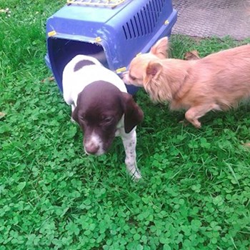 thumbnail petsitter Kozolupy or pet nanny for dogs cats