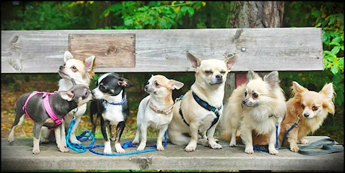 Šárka- petsitter Kozolupy or Pet nanny for dogs cats