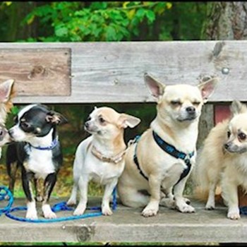 thumbnail petsitter Kozolupy or pet nanny for dogs cats