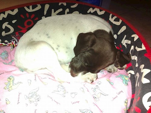 Šárka- petsitter Kozolupy or Pet nanny for dogs cats