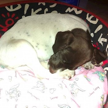 thumbnail petsitter Kozolupy or pet nanny for dogs cats