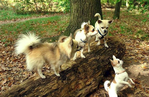 Šárka- petsitter Kozolupy or Pet nanny for dogs cats