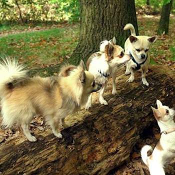 thumbnail petsitter Kozolupy or pet nanny for dogs cats