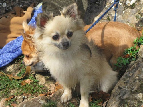 Šárka- petsitter Kozolupy or Pet nanny for dogs cats