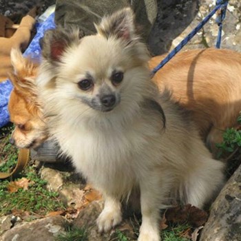 thumbnail petsitter Kozolupy or pet nanny for dogs cats