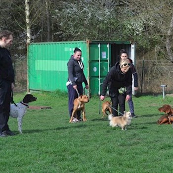 thumbnail petsitter Kozolupy or pet nanny for dogs cats