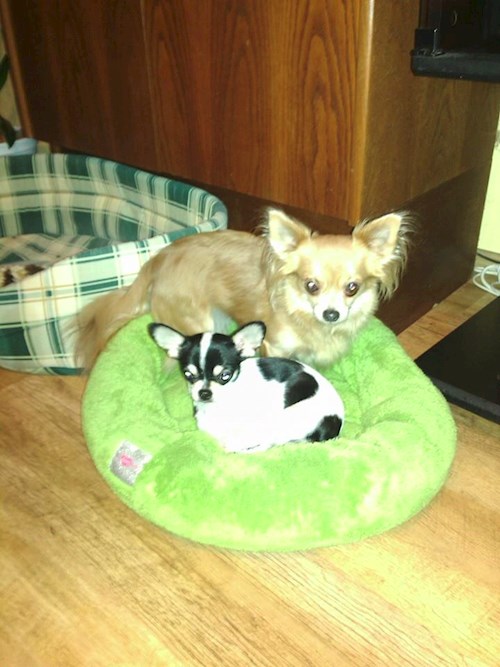 Šárka- petsitter Kozolupy or Pet nanny for dogs cats