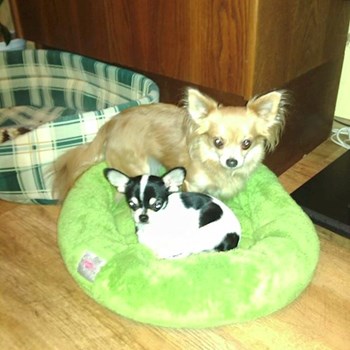 thumbnail petsitter Kozolupy or pet nanny for dogs cats