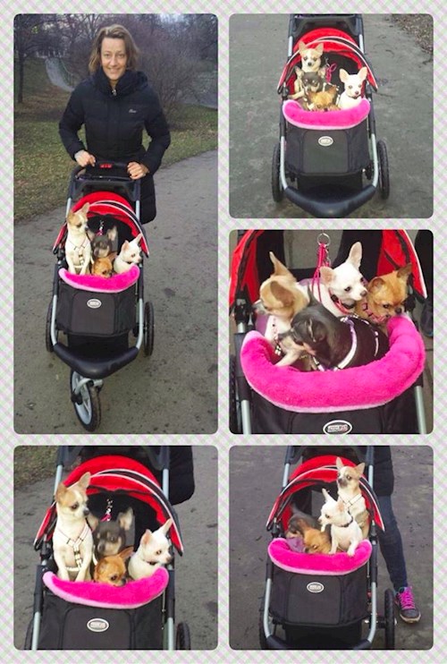 Šárka- petsitter Kozolupy or Pet nanny for dogs cats