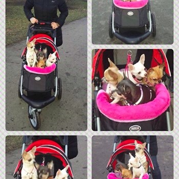 thumbnail petsitter Kozolupy or pet nanny for dogs cats