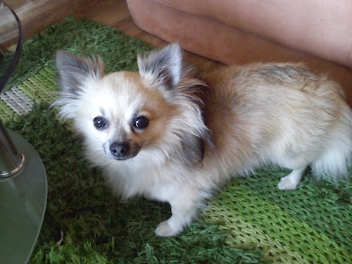 Šárka- petsitter Kozolupy or Pet nanny for dogs cats