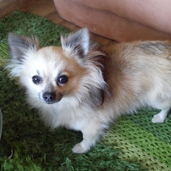 thumbnail petsitter Kozolupy or pet nanny for dogs cats