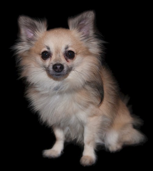 Šárka- petsitter Kozolupy or Pet nanny for dogs cats