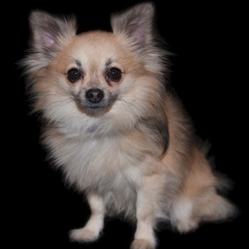 thumbnail petsitter Kozolupy or pet nanny for dogs cats