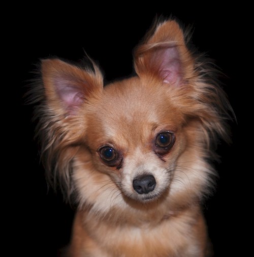 Šárka- petsitter Kozolupy or Pet nanny for dogs cats