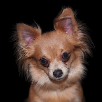 thumbnail petsitter Kozolupy or pet nanny for dogs cats