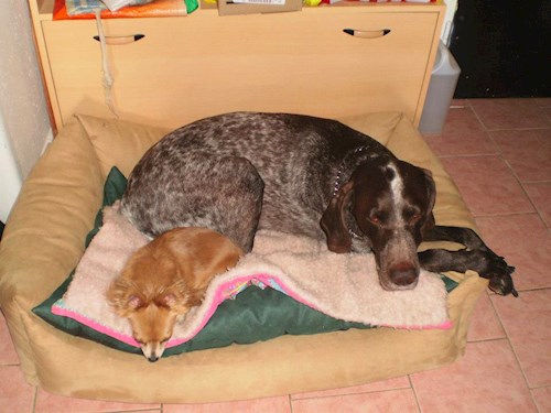 Šárka- petsitter Kozolupy or Pet nanny for dogs cats