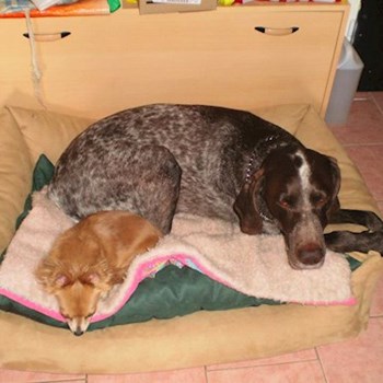 thumbnail petsitter Kozolupy or pet nanny for dogs cats